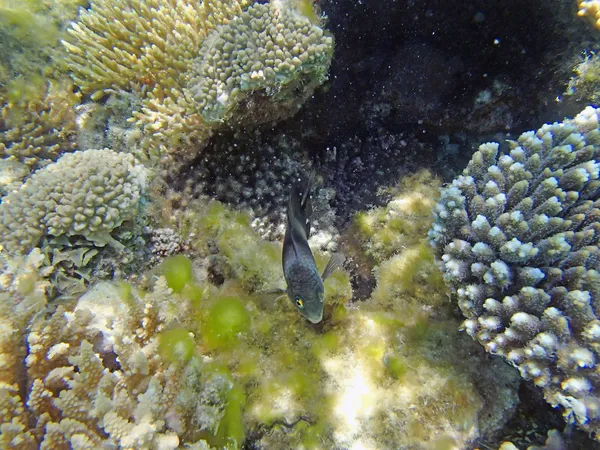 Snorkelen in de Rode Zee — Stockfoto