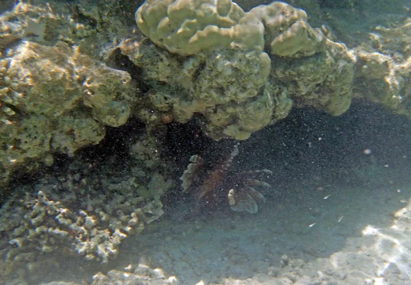 Mergulho de snorkel no Mar Vermelho — Fotografia de Stock