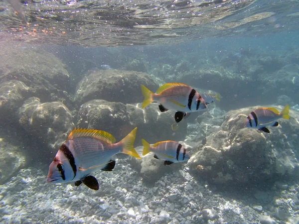 Snorkeling in the red sea — Stock Photo, Image