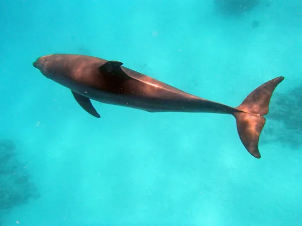 Snorkling i Röda havet — Stockfoto