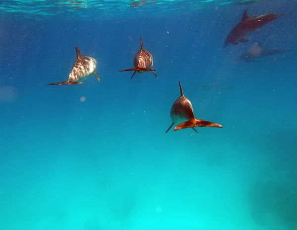 Buceo en el Mar Rojo —  Fotos de Stock