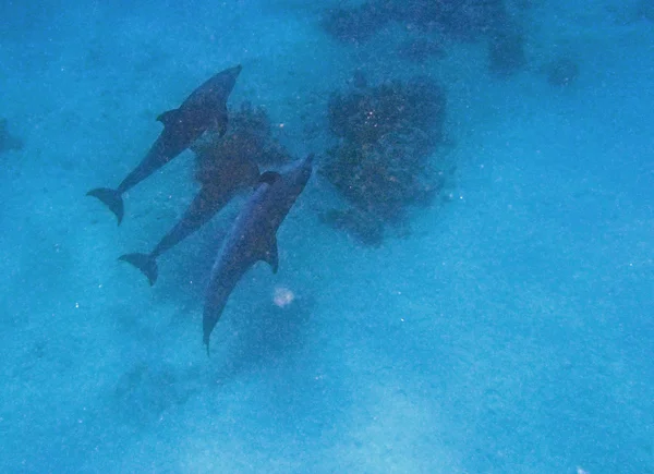 Buceo en el Mar Rojo —  Fotos de Stock