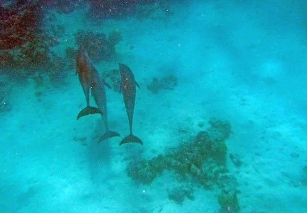 Snorkling i Röda havet — Stockfoto