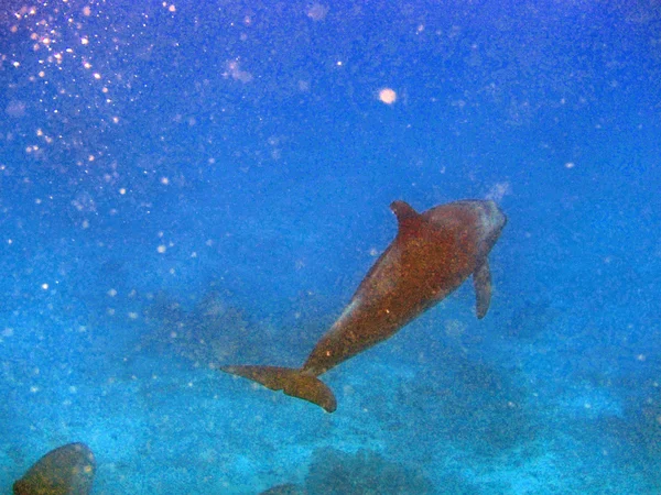 在红海中潜水 — 图库照片