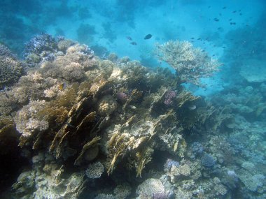 Kızıl Deniz 'de şnorkelle yüzmek