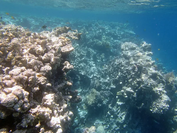 Buceo en el Mar Rojo —  Fotos de Stock