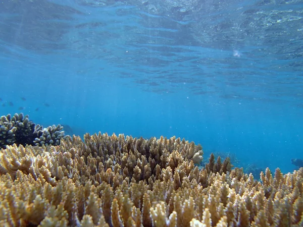 Snorkeling in the red sea — Stock Photo, Image