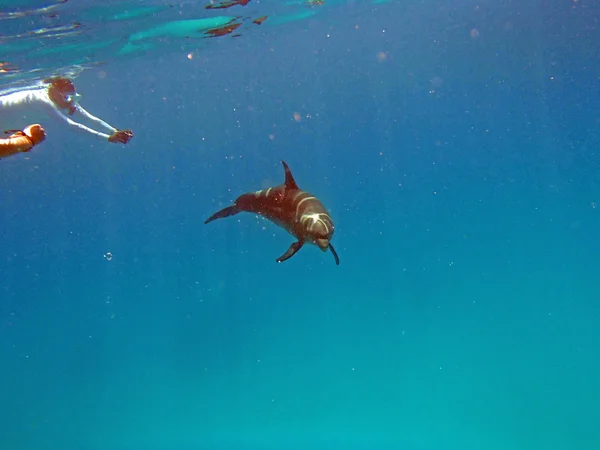 Snorkling i Röda havet — Stockfoto