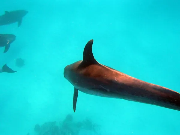 Nurkowanie w Morzu Czerwonym — Zdjęcie stockowe