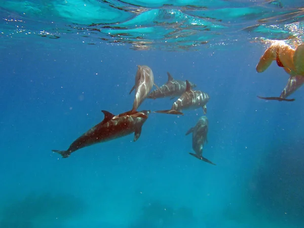 Snorkeling στην Ερυθρά Θάλασσα — Φωτογραφία Αρχείου