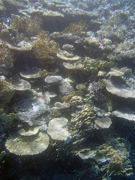 Buceo en el Mar Rojo — Foto de Stock