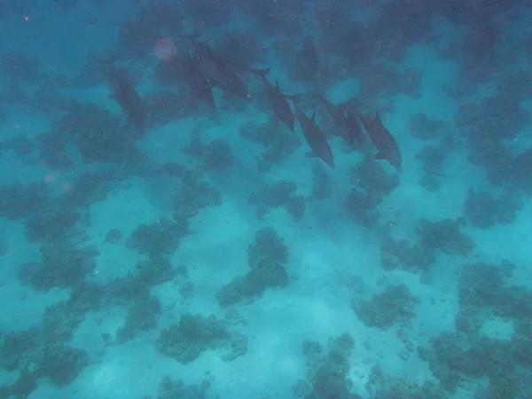 Buceo en el Mar Rojo —  Fotos de Stock