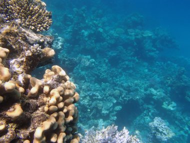 Kızıl Deniz 'de şnorkelle yüzmek