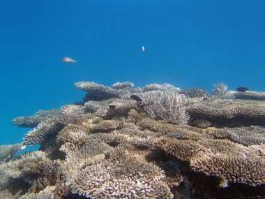 Kızıl Deniz 'de şnorkelle yüzmek