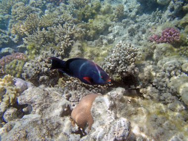 Kızıl Deniz 'de şnorkelle yüzmek