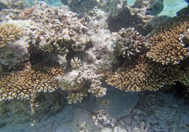 Kızıl Deniz 'de şnorkelle yüzmek