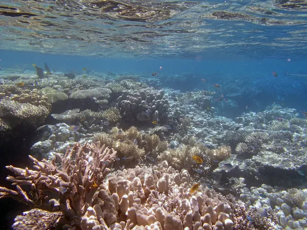 Snorkelen in de Rode Zee — Stockfoto