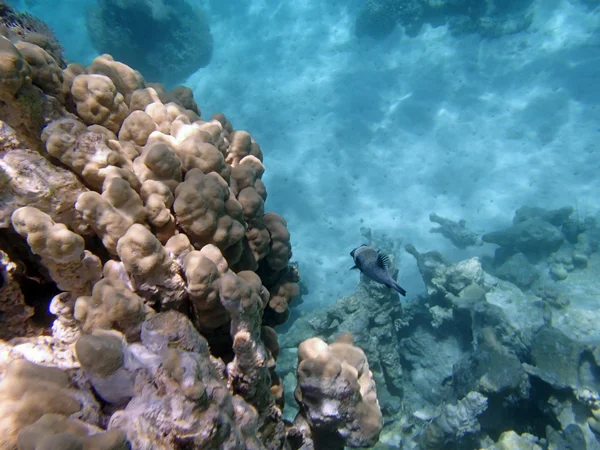 Buceo en el Mar Rojo — Foto de Stock