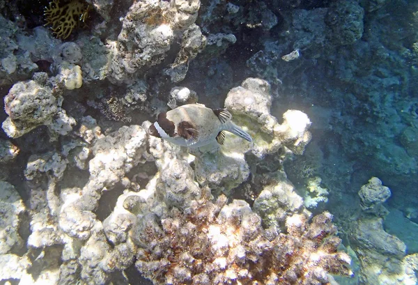 Snorkeling nel Mar Rosso — Foto Stock