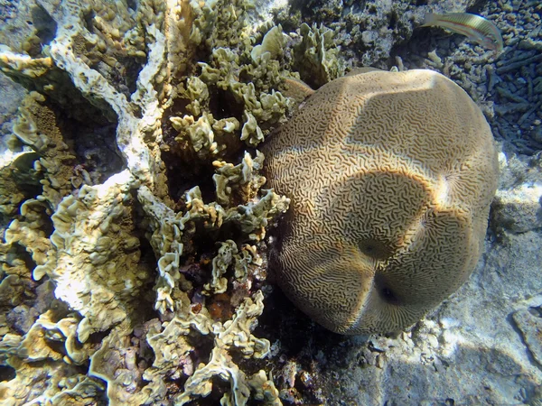 Buceo en el Mar Rojo — Foto de Stock