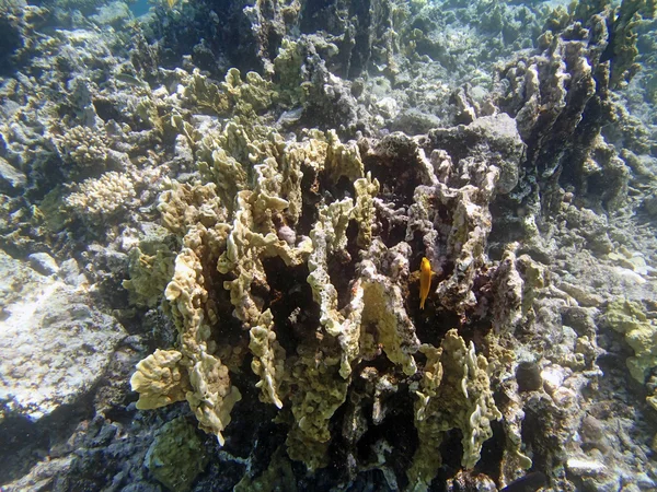 Snorkling i Röda havet — Stockfoto