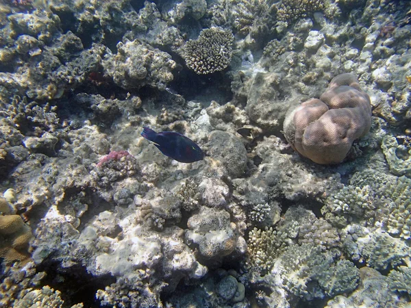 Snorkeling nel Mar Rosso — Foto Stock