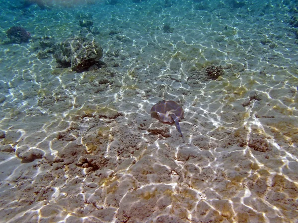 在红海中潜水 — 图库照片