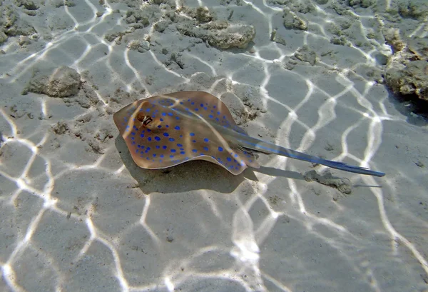 Snorkeling nel Mar Rosso — Foto Stock