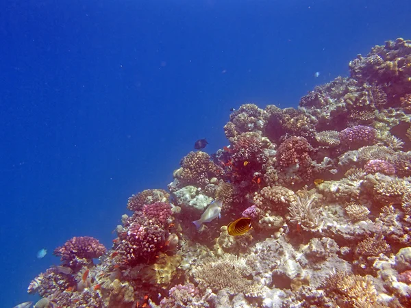 Kızıl Deniz 'de şnorkelle yüzmek — Stok fotoğraf