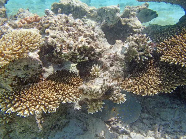 Mergulho de snorkel no Mar Vermelho — Fotografia de Stock