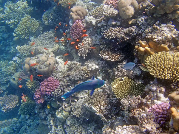 Snorkelen in de Rode Zee — Stockfoto