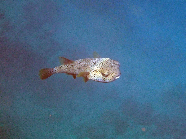 Mergulho de snorkel no Mar Vermelho — Fotografia de Stock