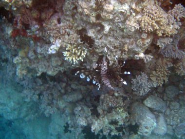 Kızıl Deniz 'de şnorkelle yüzmek