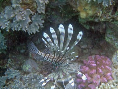 Kızıl Deniz 'de şnorkelle yüzmek