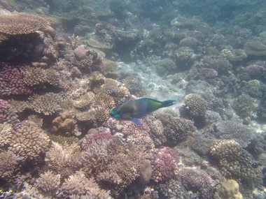 Kızıl Deniz 'de şnorkelle yüzmek