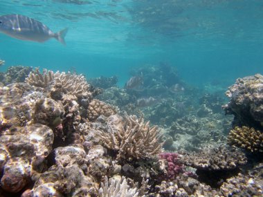 Kızıl Deniz 'de şnorkelle yüzmek