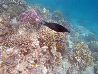 Kızıl Deniz 'de şnorkelle yüzmek