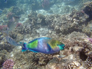 Kızıl Deniz 'de şnorkelle yüzmek