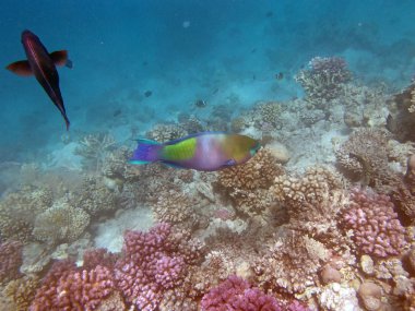 Kızıl Deniz 'de şnorkelle yüzmek