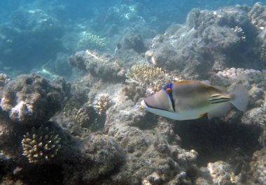 Kızıl denizde şnorkelle yüzmek