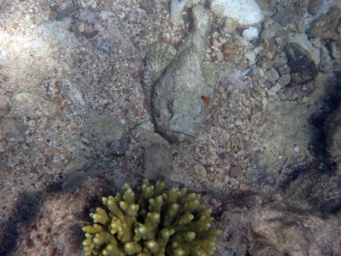 Kızıl denizde şnorkelle yüzmek