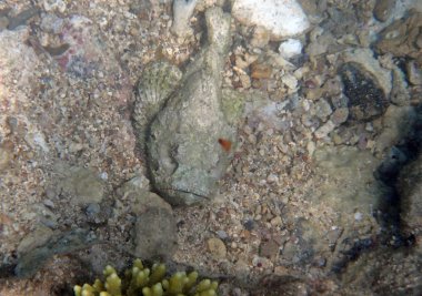 Kızıl denizde şnorkelle yüzmek