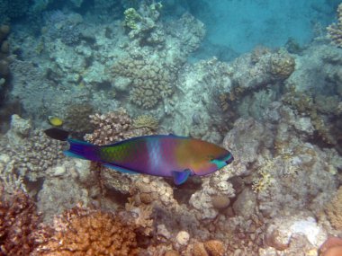 Kızıl denizde şnorkelle yüzmek