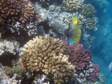 Kızıl denizde şnorkelle yüzmek