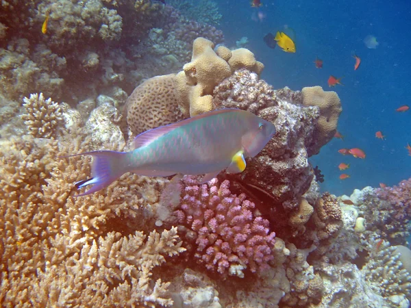 Snorkeling in the red sea — Stock Photo, Image