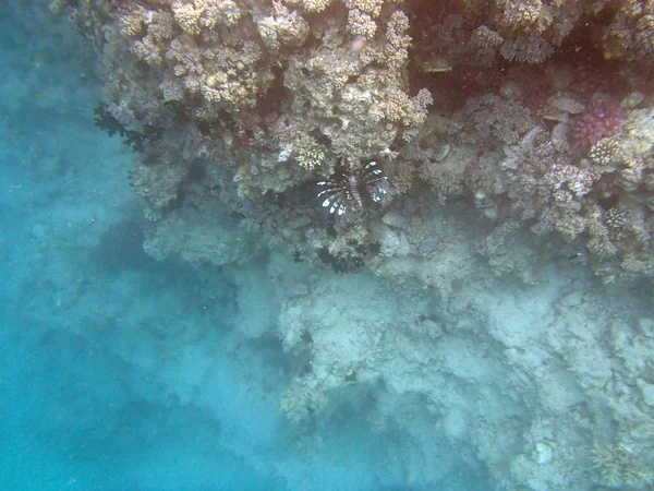 Buceo en el Mar Rojo —  Fotos de Stock