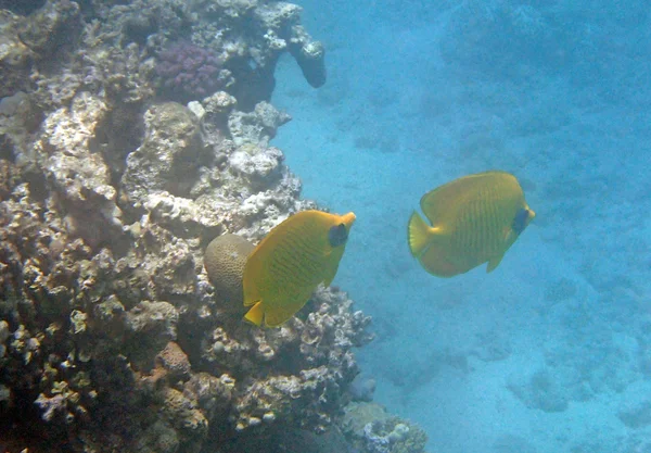 Kızıl Deniz 'de şnorkelle yüzmek