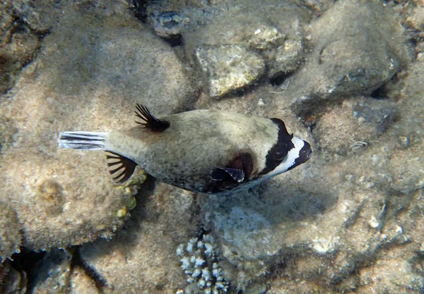 Buceo en el Mar Rojo — Foto de Stock