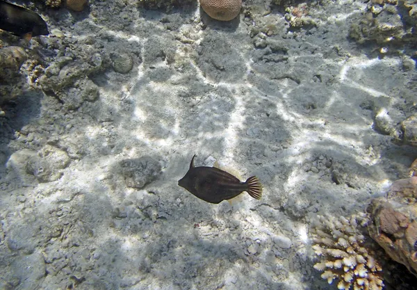 Snorkeling nel Mar Rosso — Foto Stock