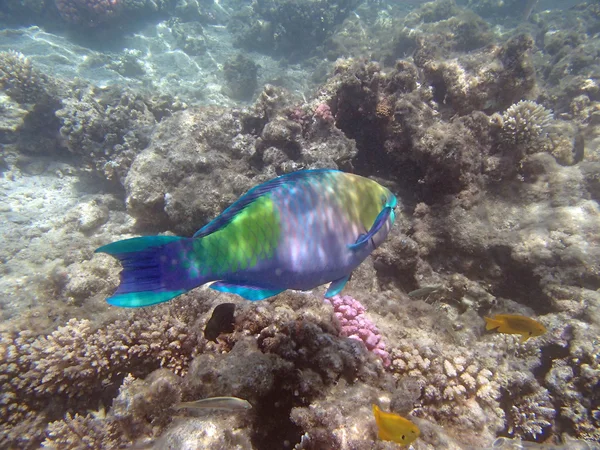 Kızıl Deniz 'de şnorkelle yüzmek